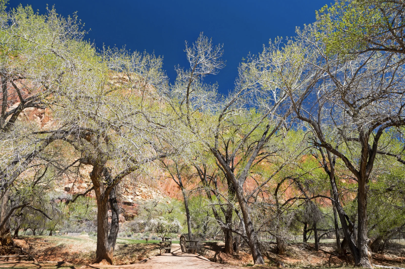 Cottonwood Arizona